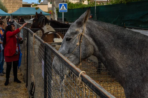 Porreres Spanje Oktober 2021 Jaarlijkse Herfstbeurs Mallorcaanse Stad Porreres Gehouden — Stockfoto