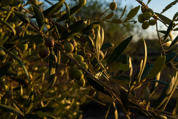 Primer Plano Las Aceitunas Olivo Olea Europea Amanecer Día Soleado —  Fotos de Stock