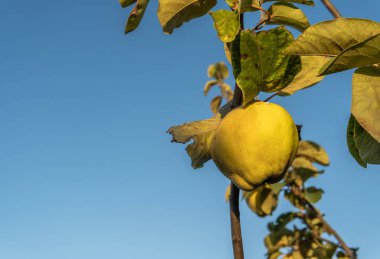 Şafak vakti İspanya 'nın Mallorca adasının iç kısımlarında, Cydonia Oblonga adındaki bir ayva ağacının dalına yakın plan.