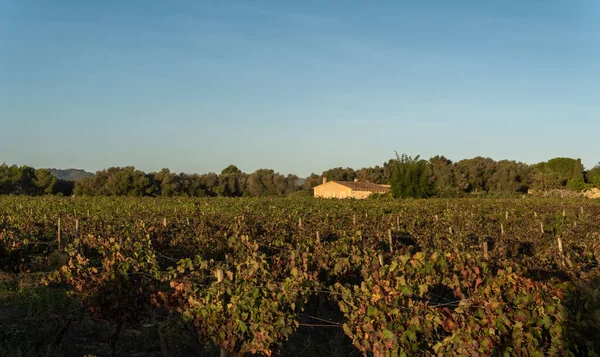 Weinbergfeld Landesinneren Der Insel Mallorca Bei Sonnenaufgang Industrie Und Produktion — Stockfoto