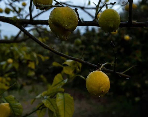 Limones Sobre Limonero Después Una Tormenta Otoñal Interior Isla Mallorca —  Fotos de Stock