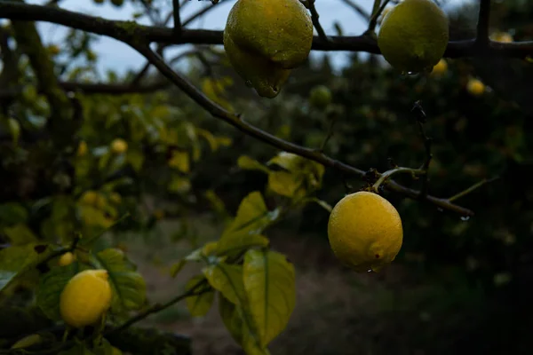 Zitronen Auf Einem Zitronenbaum Nach Einem Herbstregen Landesinneren Der Insel — Stockfoto