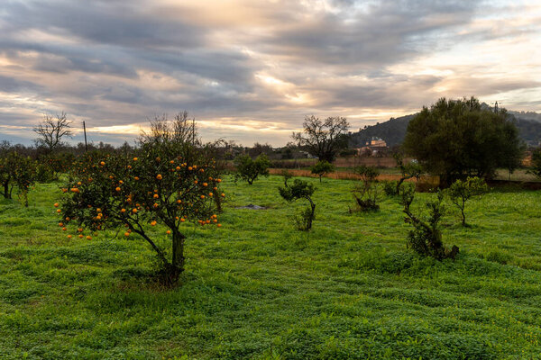 Oranges on a orange tree after an autumn rainstorm, in the interior of the island of Mallorca, Spain