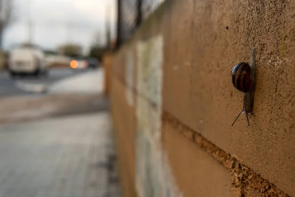 Close Snail Helix Aspersa Moving Wall Background Out Focus Urban — Stock Photo, Image