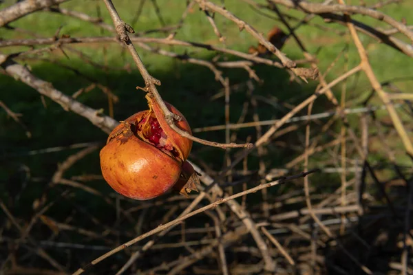 Nahaufnahme Eines Getrockneten Granatapfelzweiges Mit Verlassenen Und Nicht Gepflückten Granatapfelfrüchten — Stockfoto