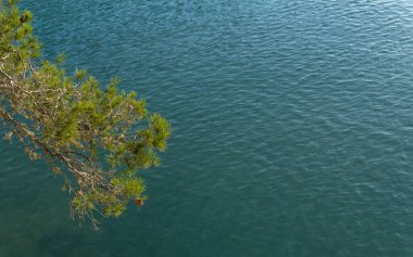 Akdeniz çam yapraklarının yakın planında Akdeniz ile şafak vakti
