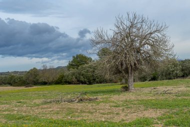 İspanya 'nın Mallorca adasının iç kısımlarında bulutlu bir kış gününde incir ağacı.