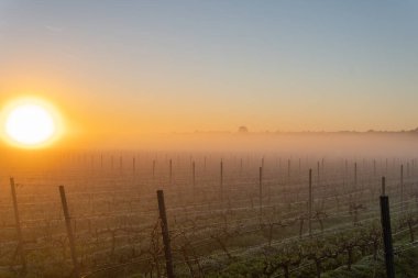 Şafakta, sisli bir günde İspanya 'nın Mallorca adasının iç kısımlarında üzüm bağları yetiştiriliyor.