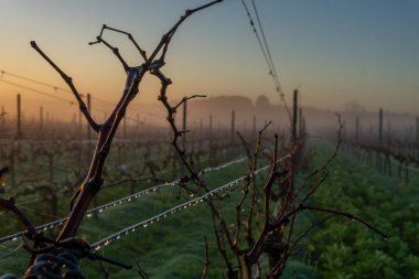 Şafakta, sisli bir günde İspanya 'nın Mallorca adasının iç kısımlarında üzüm bağları yetiştiriliyor.