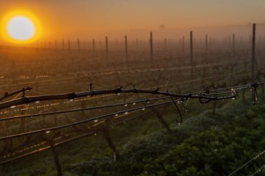 Şafakta, sisli bir günde İspanya 'nın Mallorca adasının iç kısımlarında üzüm bağları yetiştiriliyor.