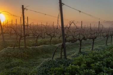 Şafakta, sisli bir günde İspanya 'nın Mallorca adasının iç kısımlarında üzüm bağları yetiştiriliyor.