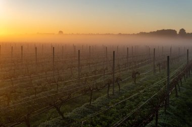 Şafakta, sisli bir günde İspanya 'nın Mallorca adasının iç kısımlarında üzüm bağları yetiştiriliyor.