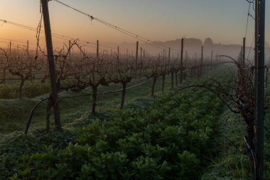 Şafakta, sisli bir günde İspanya 'nın Mallorca adasının iç kısımlarında üzüm bağları yetiştiriliyor.