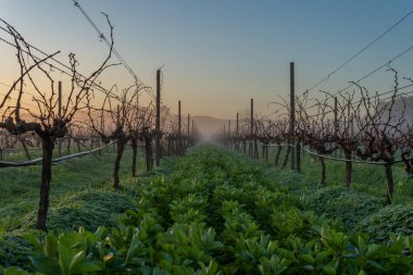 Şafakta, sisli bir günde İspanya 'nın Mallorca adasının iç kısımlarında üzüm bağları yetiştiriliyor.