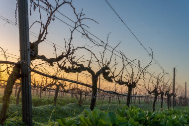 Şafakta, sisli bir günde İspanya 'nın Mallorca adasının iç kısımlarında üzüm bağları yetiştiriliyor.