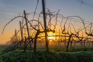 Şafakta, sisli bir günde İspanya 'nın Mallorca adasının iç kısımlarında üzüm bağları yetiştiriliyor.
