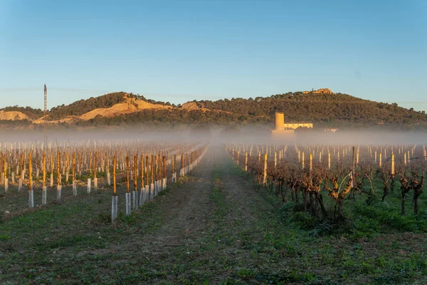 Coltivazione Vigneti All Alba Una Giornata Nebbiosa All Interno Dell — Foto Stock