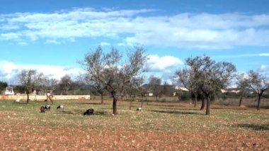 Mallorcan keçilerinin otladığı badem ağaçları tarlası. Mallorca Adası, İspanya