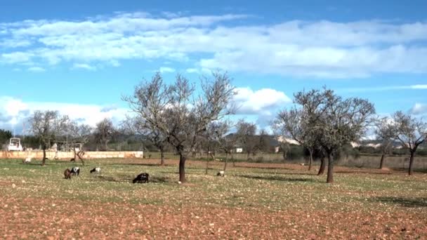 Campo Amendoeiras Onde Cabras Maiorca Pastam Ilha Maiorca Espanha — Vídeo de Stock