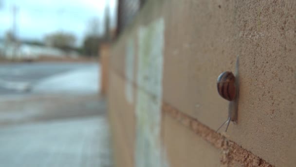 Detailní Záběr Šneka Který Jde Městské Zdi Pozadí Rozostřená Městská — Stock video