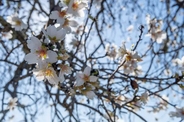 Close White Blossoms Almond Tree Prunus Dulcis Dawn Sunny Day — Stock Photo, Image