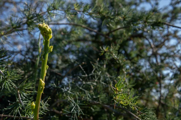 Close Wild Green Asparagus Asparagus Officinalis Middle Wild Mediterranean Nature — Stok Foto
