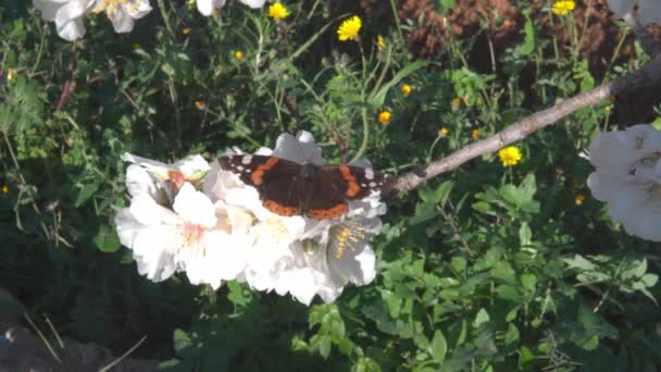 Біле Цвітіння Мигдалевого Дерева Prunus Dulcis Метеликом Царицею Данаусом Ґіліппом — стокове відео