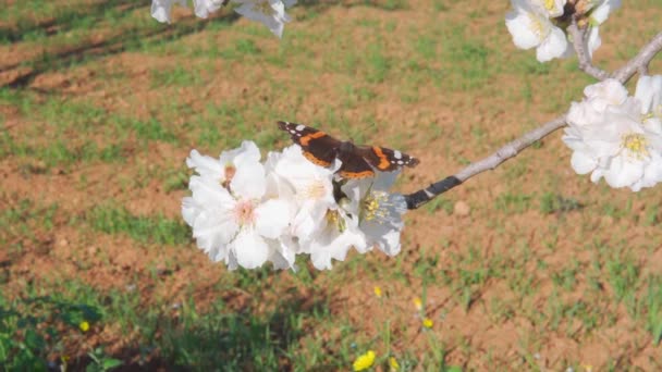 Primer Plano Flores Blancas Almendro Prunus Dulcis Con Una Mariposa — Vídeo de stock