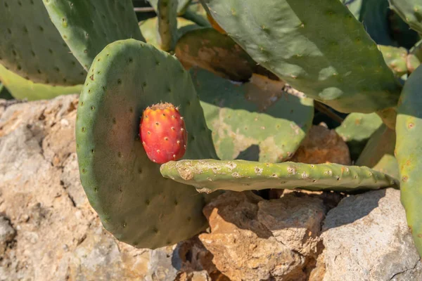 Gros Plan Cactus Poire Piquante Opuntia Ficus Indica Par Une — Photo