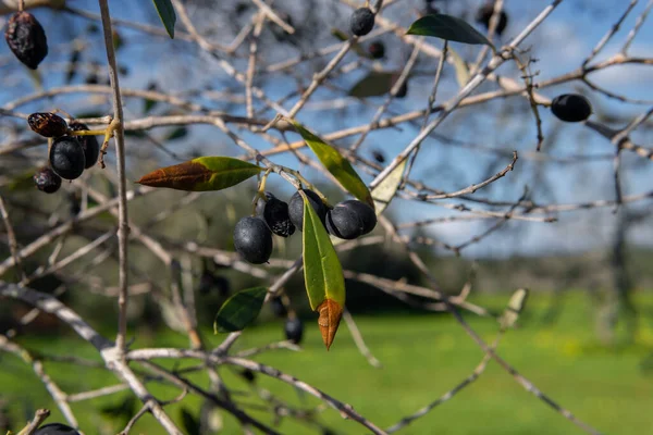 Nahaufnahme Eines Zweiges Des Wilden Olivenbaums Olea Oleaster Mit Seinen — Stockfoto