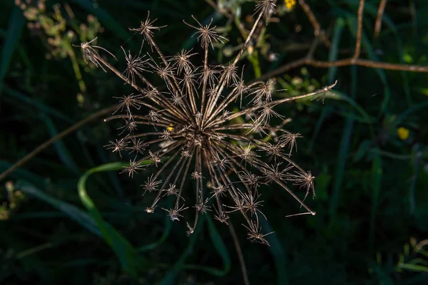 Зіткнення Квітки Дикої Моркви Daucus Carota Maximus Світанку Сонячний Зимовий — стокове фото