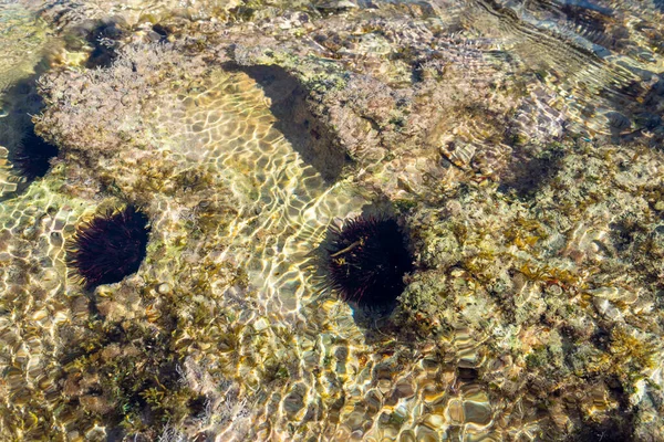 stock image Rocky coast of the island of Mallorca with sea urchins, Paracentrotus lividus, on a sunny day