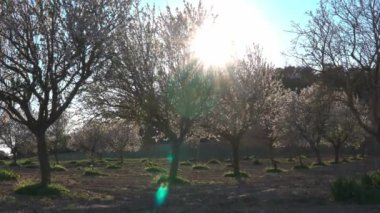 İspanya 'nın Mallorca adasında gün batımında çiçek açan badem çiçekleri, Prunus dulcis' in yetiştirilmesi