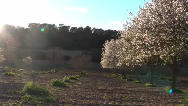 Odling Blommande Mandelblomma Prunus Dulcis Vid Solnedgången Mallorca Spanien — Stockvideo