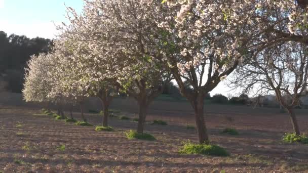 Odling Blommande Mandelblomma Prunus Dulcis Vid Solnedgången Mallorca Spanien — Stockvideo
