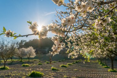 Güneşli bir günde gün batımında, Prunus dulcis adında bir badem ağacının beyaz çiçeklerinin yakın çekimi. Mallorca Adası, İspanya