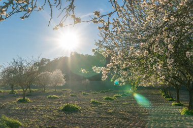 Güneşli bir günde gün batımında, Prunus dulcis adında bir badem ağacının beyaz çiçeklerinin yakın çekimi. Mallorca Adası, İspanya