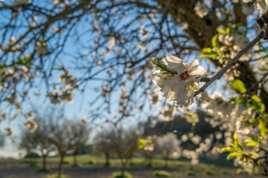 Güneşli bir günde gün batımında, Prunus dulcis adında bir badem ağacının beyaz çiçeklerinin yakın çekimi. Mallorca Adası, İspanya