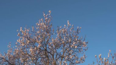 İspanya 'nın Mallorca adasında gün batımında çiçek açan badem çiçekleri, Prunus dulcis' in yetiştirilmesi