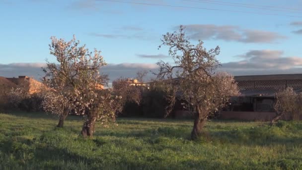 Odling Blommande Mandelblomma Prunus Dulcis Vid Solnedgången Mallorca Spanien — Stockvideo