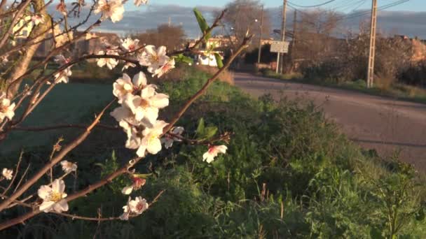 Uprawa Kwitnącego Migdałowca Prunus Dulcis Zachodzie Słońca Wyspie Majorka Hiszpania — Wideo stockowe