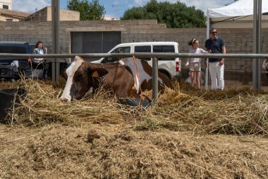 Campos, İspanya; Mayıs 07 2022: İspanya 'nın başkenti Campos' ta yıllık Frizya inek fuarı. Sokaklarda ineklerin sergilenmesi