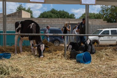 Campos, İspanya; Mayıs 07 2022: İspanya 'nın başkenti Campos' ta yıllık Frizya inek fuarı. Sokaklarda ineklerin sergilenmesi