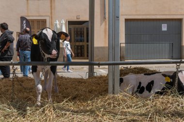 Campos, İspanya; Mayıs 07 2022: İspanya 'nın başkenti Campos' ta yıllık Frizya inek fuarı. Sokaklarda ineklerin sergilenmesi
