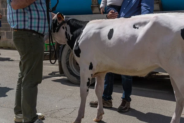 Annual Friesian cow fair in the Majorcan town of Campos, Spain. Exhibition of cows in the street