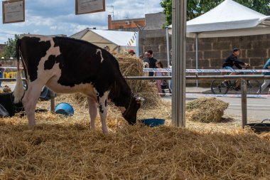 Campos, İspanya; Mayıs 07 2022: İspanya 'nın başkenti Campos' ta yıllık Frizya inek fuarı. Sokaklarda ineklerin sergilenmesi