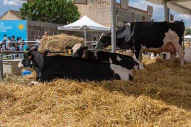 Campos, İspanya; Mayıs 07 2022: İspanya 'nın başkenti Campos' ta yıllık Frizya inek fuarı. Sokaklarda ineklerin sergilenmesi