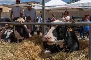 Campos, İspanya; Mayıs 07 2022: İspanya 'nın başkenti Campos' ta yıllık Frizya inek fuarı. Sokaklarda ineklerin sergilenmesi