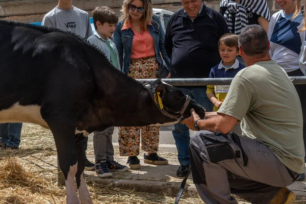 Campos, İspanya; Mayıs 07 2022: İspanya 'nın başkenti Campos' ta yıllık Frizya inek fuarı. Sokaklarda ineklerin sergilenmesi
