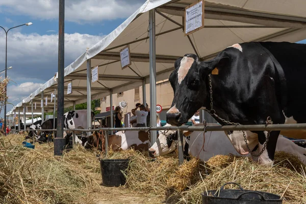 Campos, İspanya; Mayıs 07 2022: İspanya 'nın başkenti Campos' ta yıllık Frizya inek fuarı. Sokaklarda ineklerin sergilenmesi